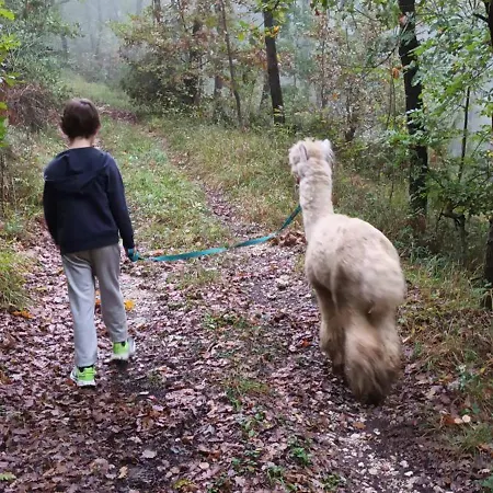 L'alpaca Della Rossa - Genga (Ancona)