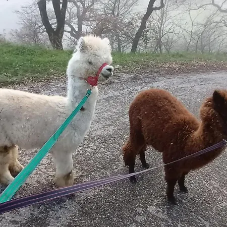 L'alpaca Della Rossa - Genga (Ancona)