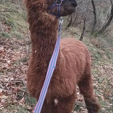 Appartamento L'alpaca Della Rossa - *