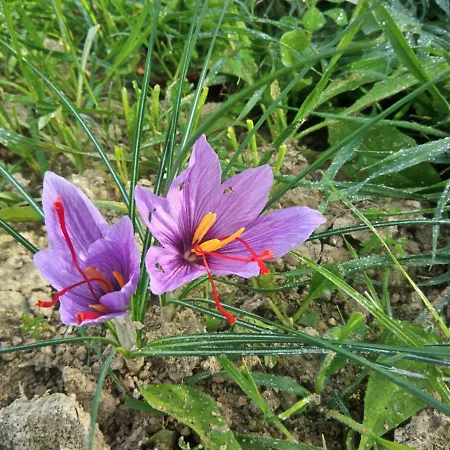 L'alpaca Della Rossa - *