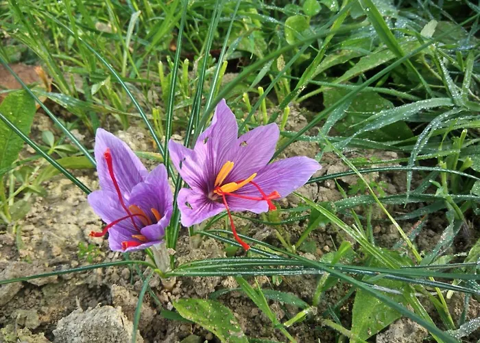 L'alpaca Della Rossa - *